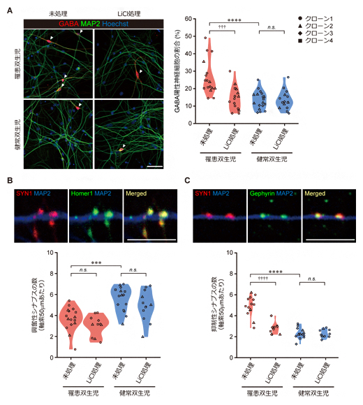 罹患双生児iPS細胞由来2次元培養神経細胞おけるGABA作動性神経細胞の増加の図