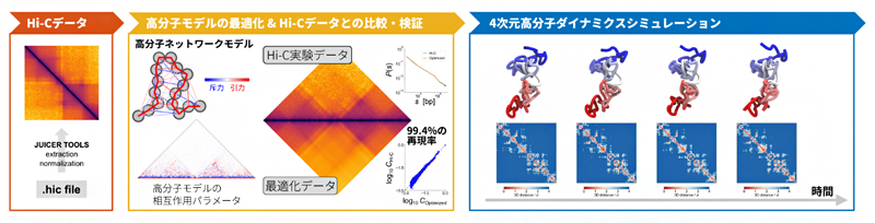 Hi-Cデータを高分子モデルの4次元動態に変換するPHi-C法の流れの図