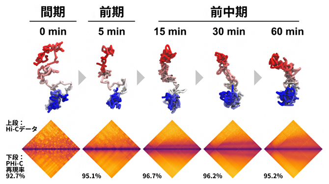 間期から前中期におけるニワトリBリンパ細胞のHi-Cデータ解析の図