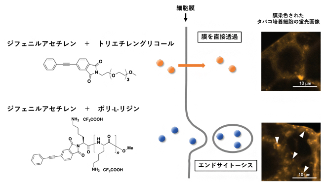 開発したプローブの異なる取り込み経路の図