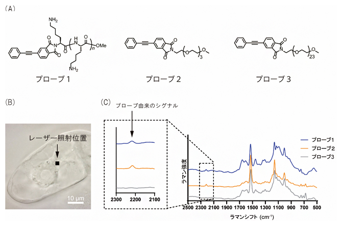 合成したラマンプローブとプローブを取り込ませたタバコ培養細胞のラマンスペクトルの図