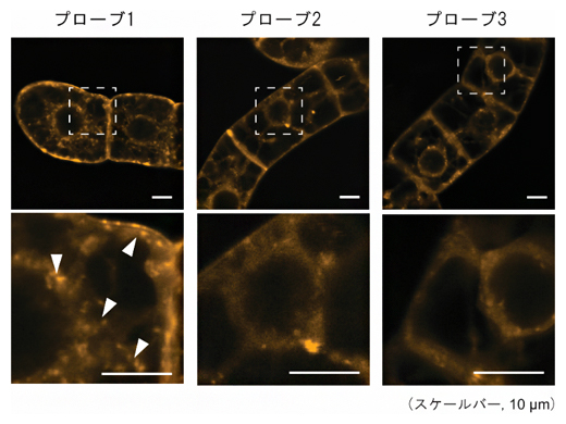 細胞膜を蛍光色素FM4-64で染色したタバコ培養細胞の蛍光画像の図