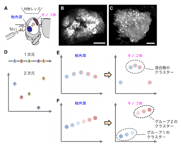 触角葉とキノコ体の細胞集団レベルでの匂い応答の図