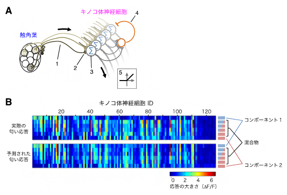 キノコ体神経細胞の高い選択的応答性を生み出す情報処理のメカニズムの図