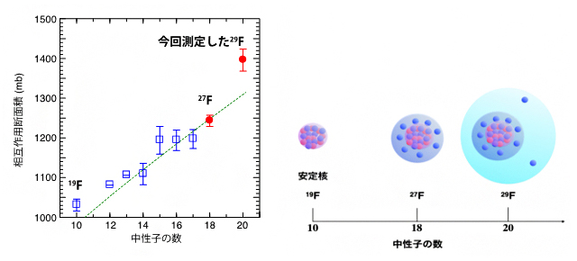 フッ素同位体の相互作用断面積と原子核半径のイメージの図