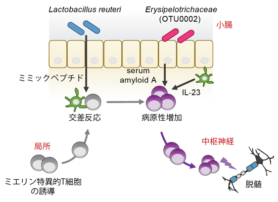 異なる作用を持つ二つの腸内細菌の相乗効果により、中枢神経系の炎症が増悪されるの図