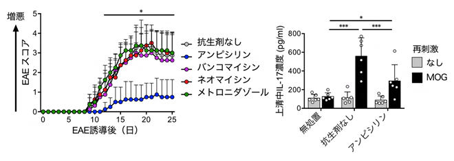 アンピシリン投与によるEAE症状緩和と小腸におけるMOG特異的免疫応答の抑制の図