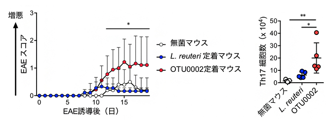 OTU0002によるEAE増悪と小腸Th17細胞の増加の図