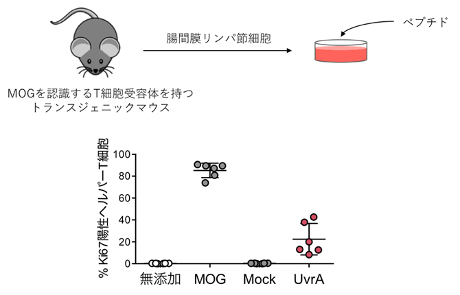  L. reuteri由来ペプチド（UvrA）よるMOG特異的T細胞の増殖の図
