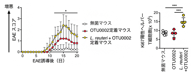  L. reuteriとOTU0002の相乗効果の図