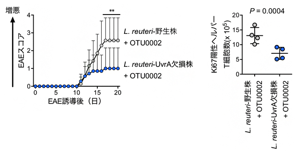 L. reuteri UvrA欠損株のEAEへの影響の図