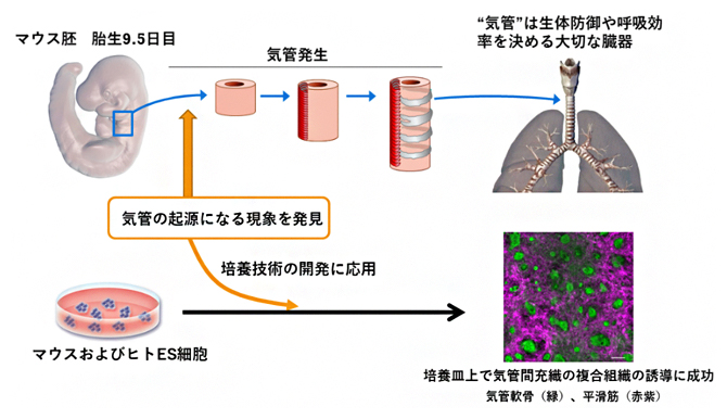 呼吸器の発生をつかさどるメカニズムの解明 理化学研究所