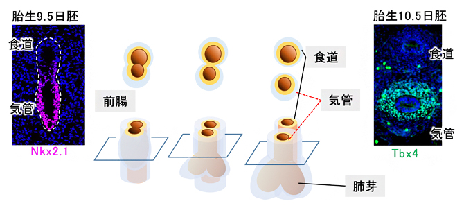 マウスの気管発生の模式図の画像