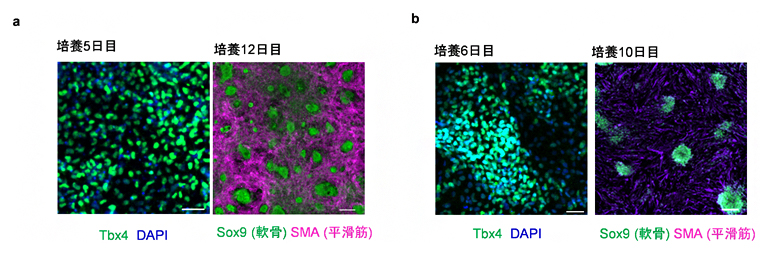 ES細胞から分化させた気管間充織細胞の図