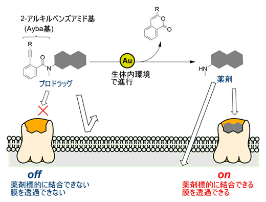 金触媒による生体直交型反応とプロドラッグへの応用の図