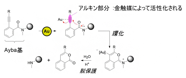 金触媒によるAyba基の脱保護反応機構の図