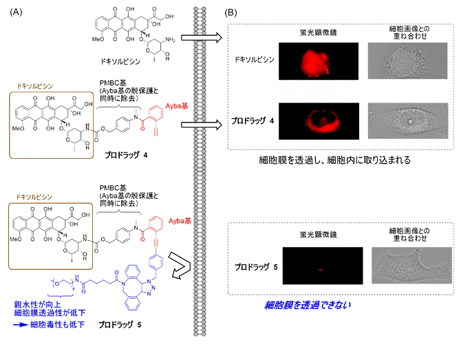 Ayba基を持つプロドラッグの細胞膜透過性の図