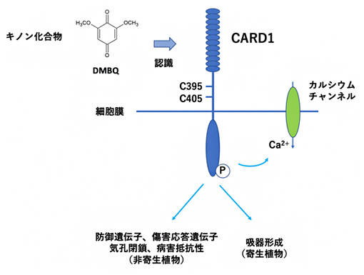 受容体様キナーゼCARD1がキノン化合物を認識する機構の図