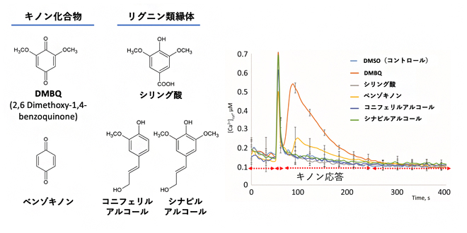シロイヌナズナにおけるキノン化合物とその関連物質への応答の図