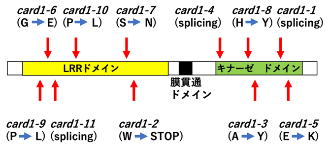 CARD1タンパク質の構造と同定された11の変異の位置の図