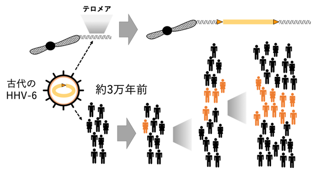 ヒトヘルペスウイルス6（HHV-6）の内在化過程の図