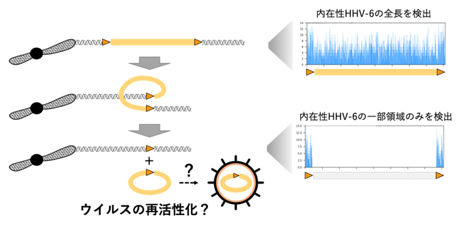 HHV-6再活性化の概念図の画像