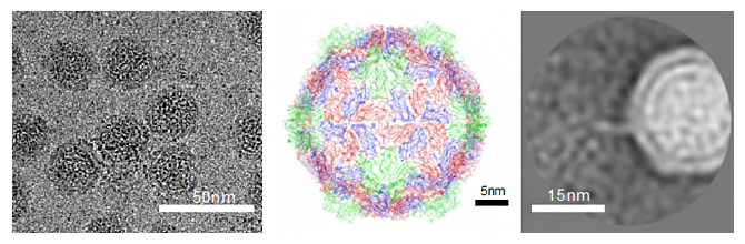 左からALSVの氷包埋像、ウイルスの全体構造、遺伝子放出途中のウイルスの二次元平均像の図