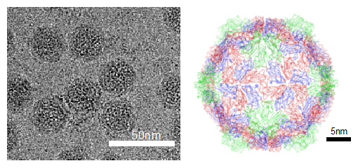 リンゴ小型球形潜在ウイルス（ALSV）の氷包埋像と原子構造の図