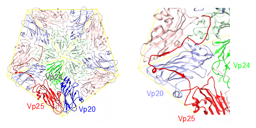 ALSVのリボン図とその一部の拡大図の画像