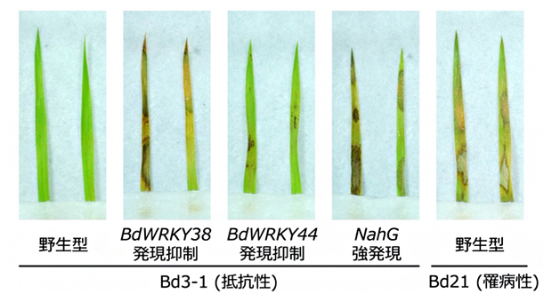 サリチル酸応答性のWRKY遺伝子の発現を抑制した植物の紋枯病抵抗性の図