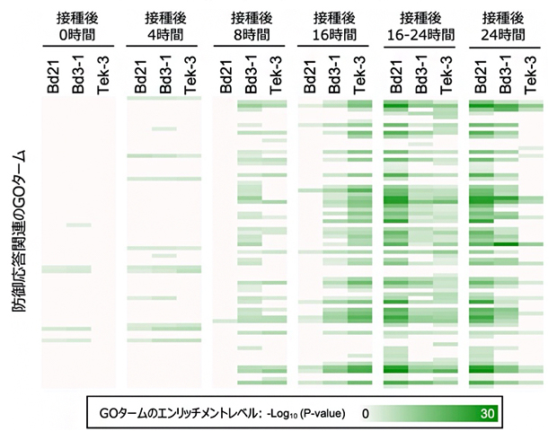 紋枯病菌を感染させた植物における防御応答遺伝子群の発現パターンの図