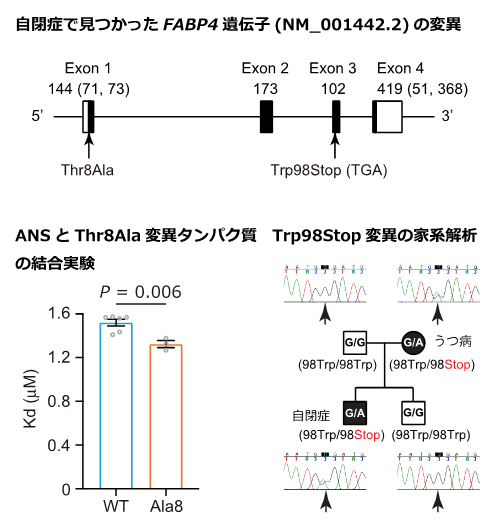 自閉症患者のDNAサンプルで見つかったFABP4遺伝子の変異の図