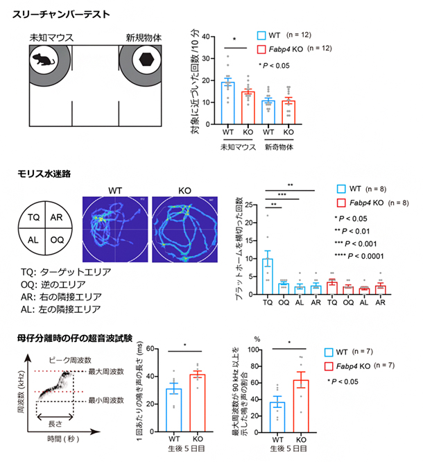 Fabp4遺伝子破壊マウスの行動変化の図
