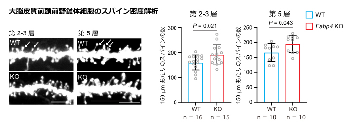 Fabp4遺伝子破壊マウスのスパイン密度解析の図