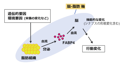 FABP4を起点とした自閉症病態メカニズムの図