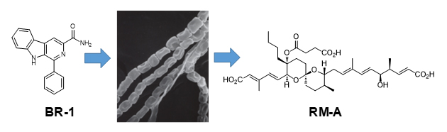 BR-1添加による放線菌二次代謝物RM-Aの生産増強の図