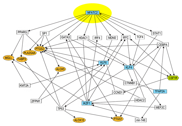 NFATC2を起点とする遺伝子ネットワークの図