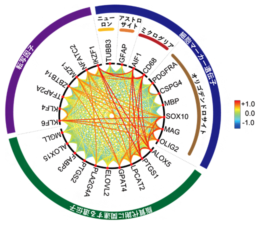 統合失調症群の脳梁で変動していた遺伝子と各細胞マーカー遺伝子の相関関係図の画像