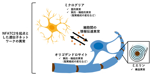 NFATC2を起点とした遺伝子ネットワークおよびミクログリアの異常が引き起こす脂質組成変化と白質異常（仮説）の図