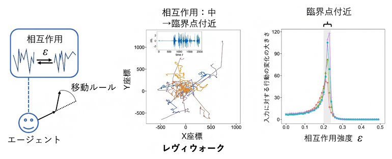 左から、数理モデルの枠組み、2次元空間におけるレヴィウォーク、入力に対する行動の変化の図