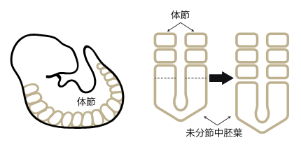 脊椎動物胚の体節形成の図