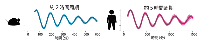 マウスとヒトの体節時計の図