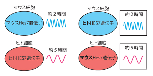 ヒトの体節時計遺伝子を持ったマウス細胞とマウスの体節時計遺伝子を持ったヒト細胞の図