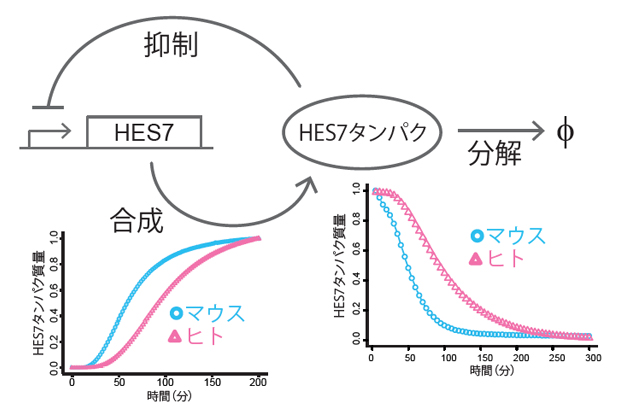 体節時計の各プロセスの個別測定と種間比較の図