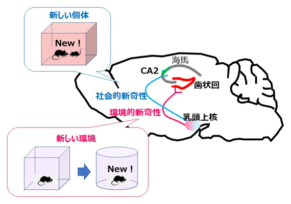 二つの異なるタイプの新しさ情報（新奇性）を伝える二つの回路の図