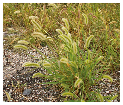 キビ亜科に属する雑草のエノコログサ（Setaria viridis）の図