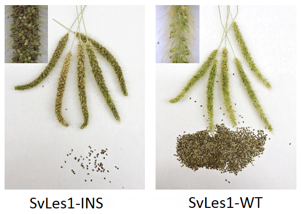 エノコログサのSvLes1-1遺伝子機能破壊株の図