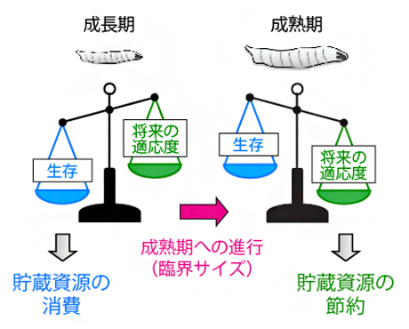 生活史戦略としての最適な飢餓応答の図