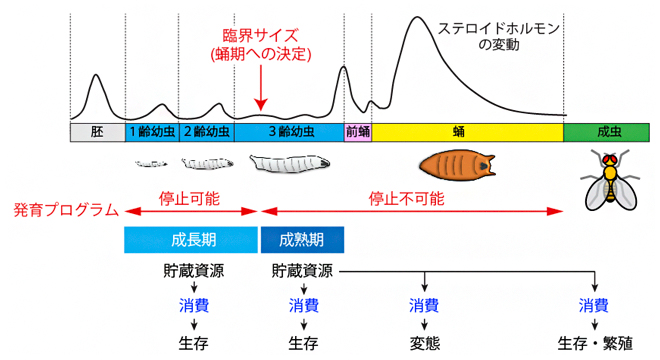 ショウジョウバエの生活史と幼虫期に蓄えた貯蔵資源の使い道の図