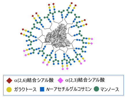 がん細胞と強く相互作用結合した、高次不均一性を持つ糖鎖アルブミンの図